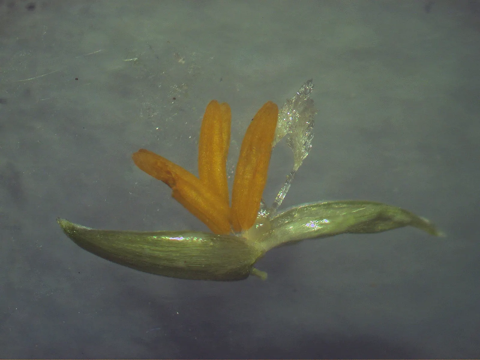 Palmgrass (Setaria Palmifolia) — it is important to not overwater; its clumping habit spans approximately 2-4 feet wide, requiring minimal maintenance once