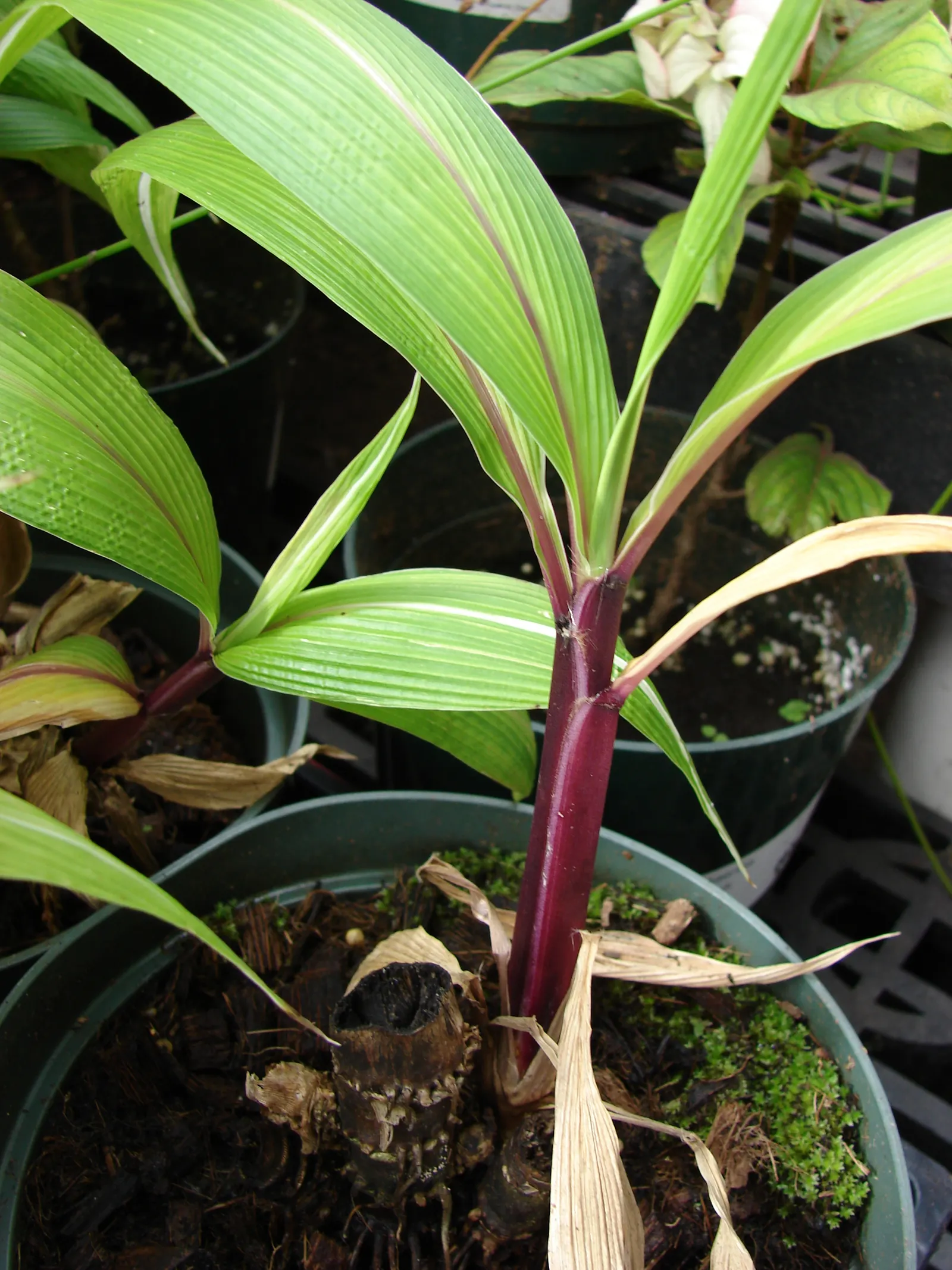 Palmgrass (Setaria Palmifolia) — requiring well-draining soil and moderate watering