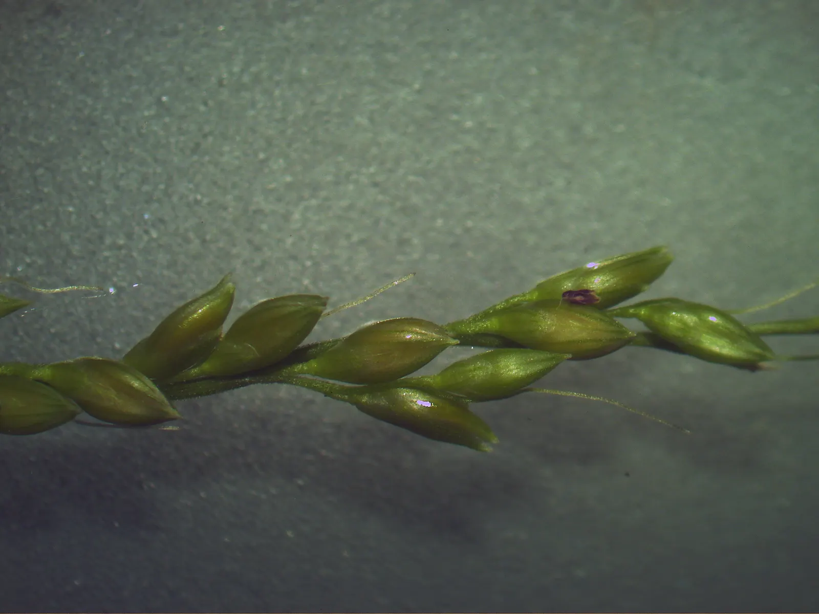 Palmgrass (Setaria Palmifolia) — is a tropical perennial with broad