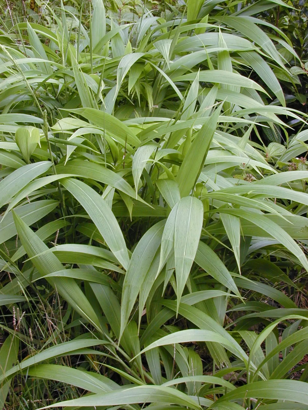 Palmgrass (Setaria Palmifolia) — corrugated foliage which resembles that of a small palm tree