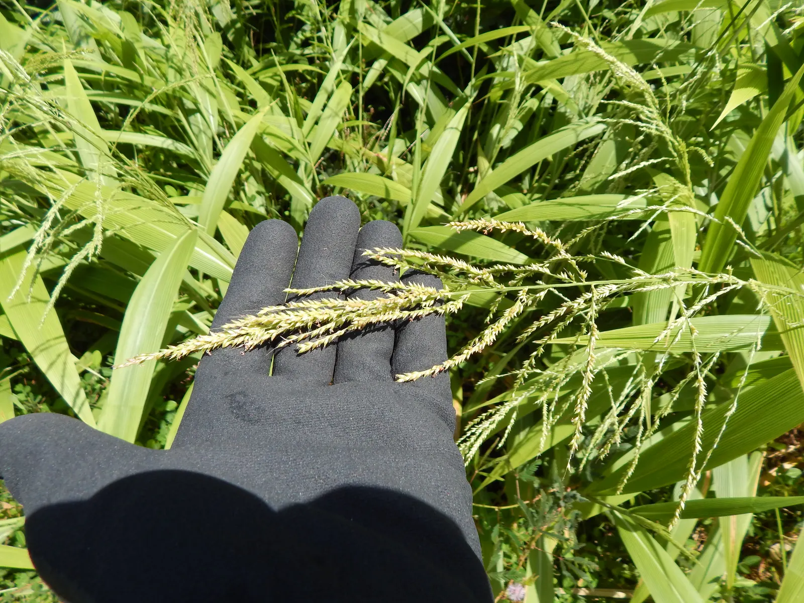 Palmgrass (Setaria Palmifolia) — making it an excellent choice for adding texture and vertical interest to the landscape