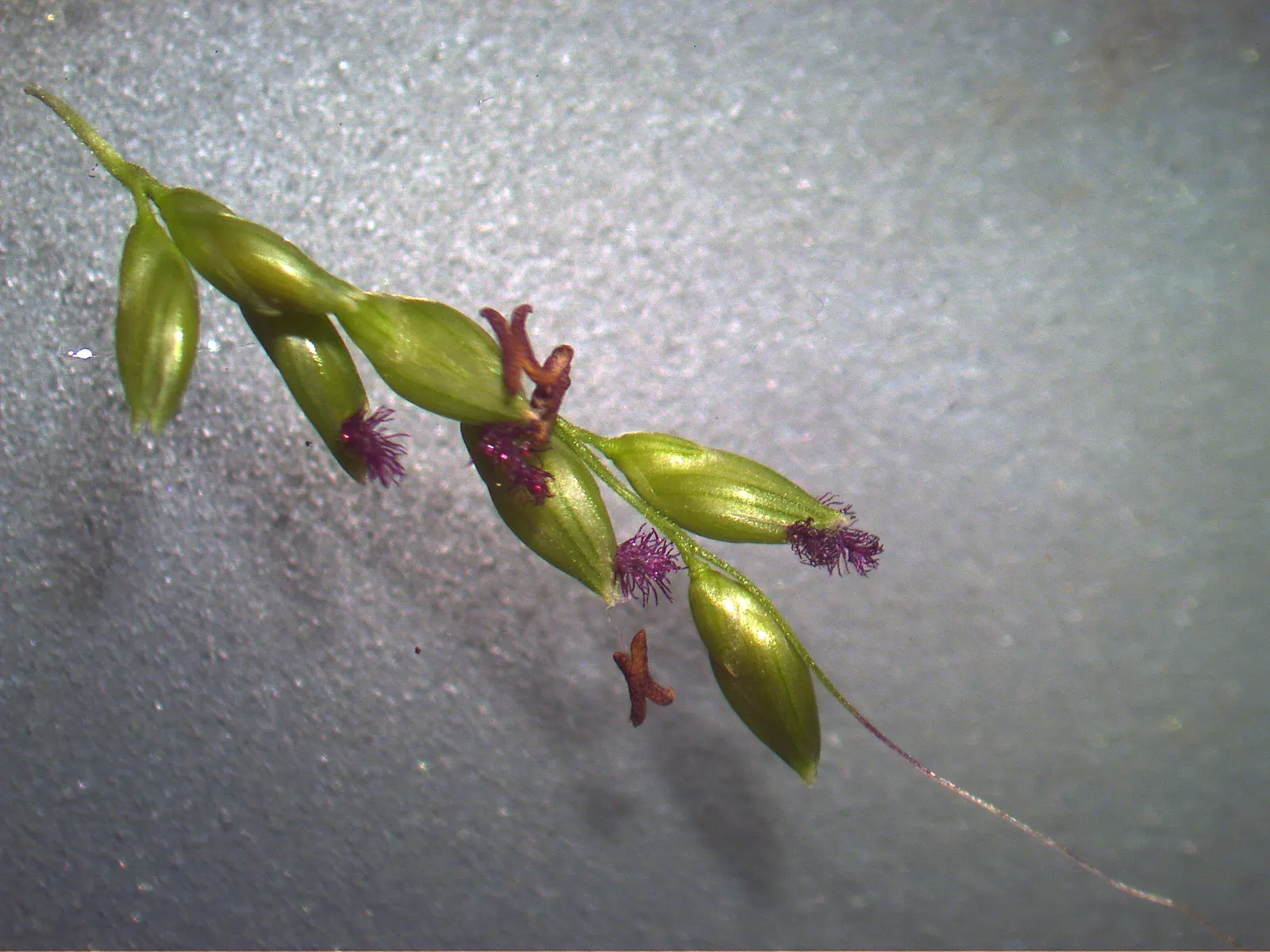 Palmgrass (Setaria Palmifolia) — with establishment - however; palmgrass serves as an exceptional focal point or backdrop plant in a tropical or, image 60