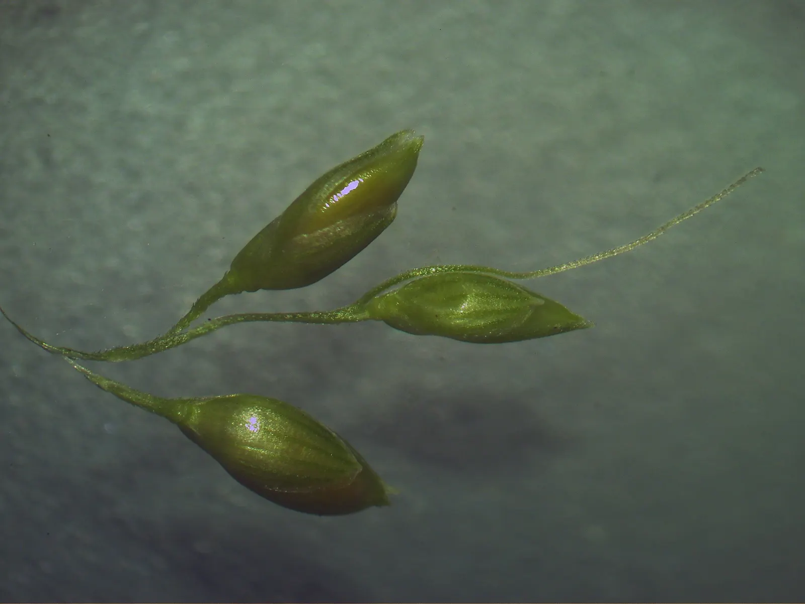 Palmgrass (Setaria Palmifolia) — are deep green and arranged in a pleated pattern