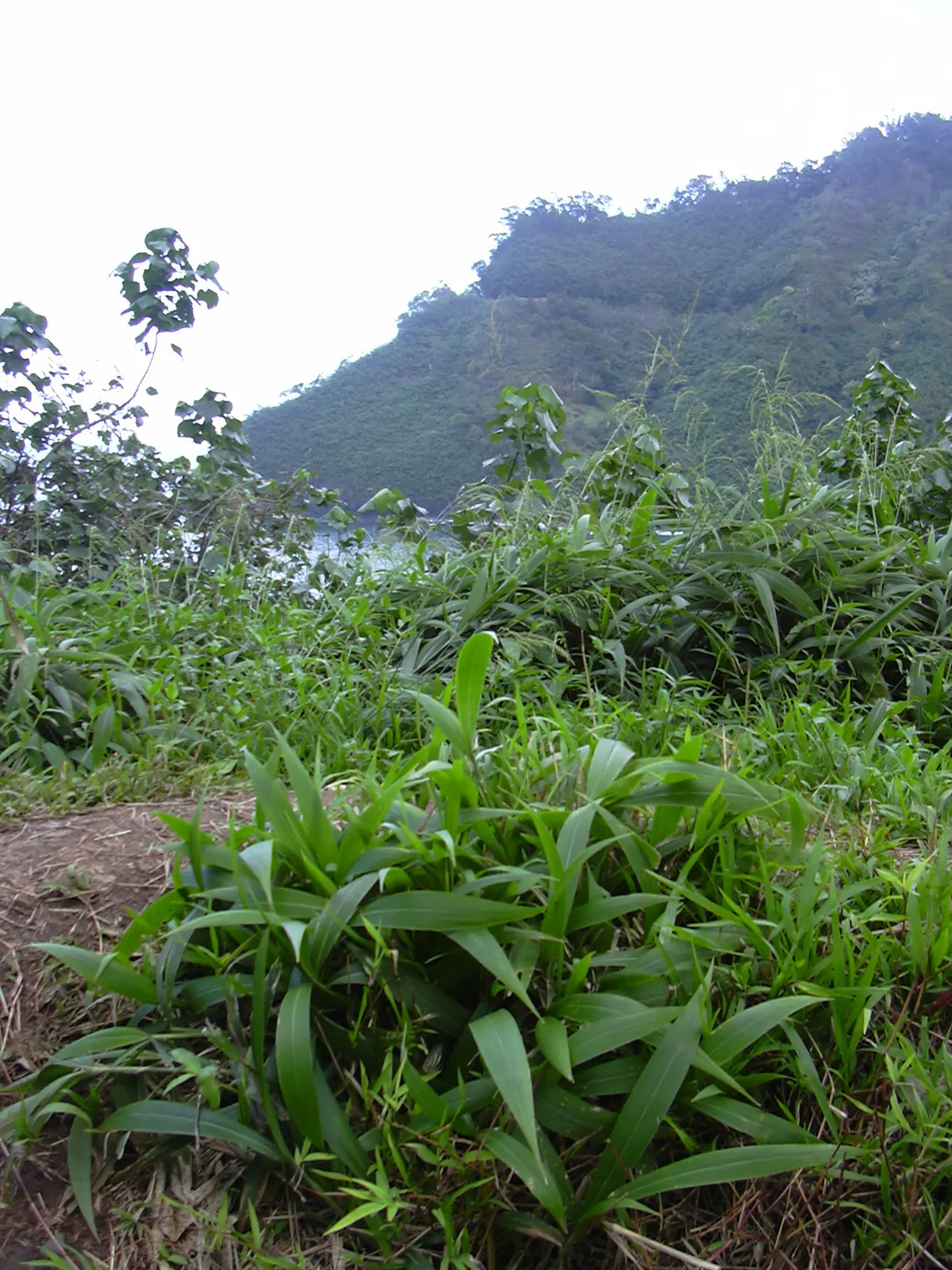 Palmgrass (Setaria Palmifolia) — Native to the regions of East Asia; is a tropical perennial with broad, image 54