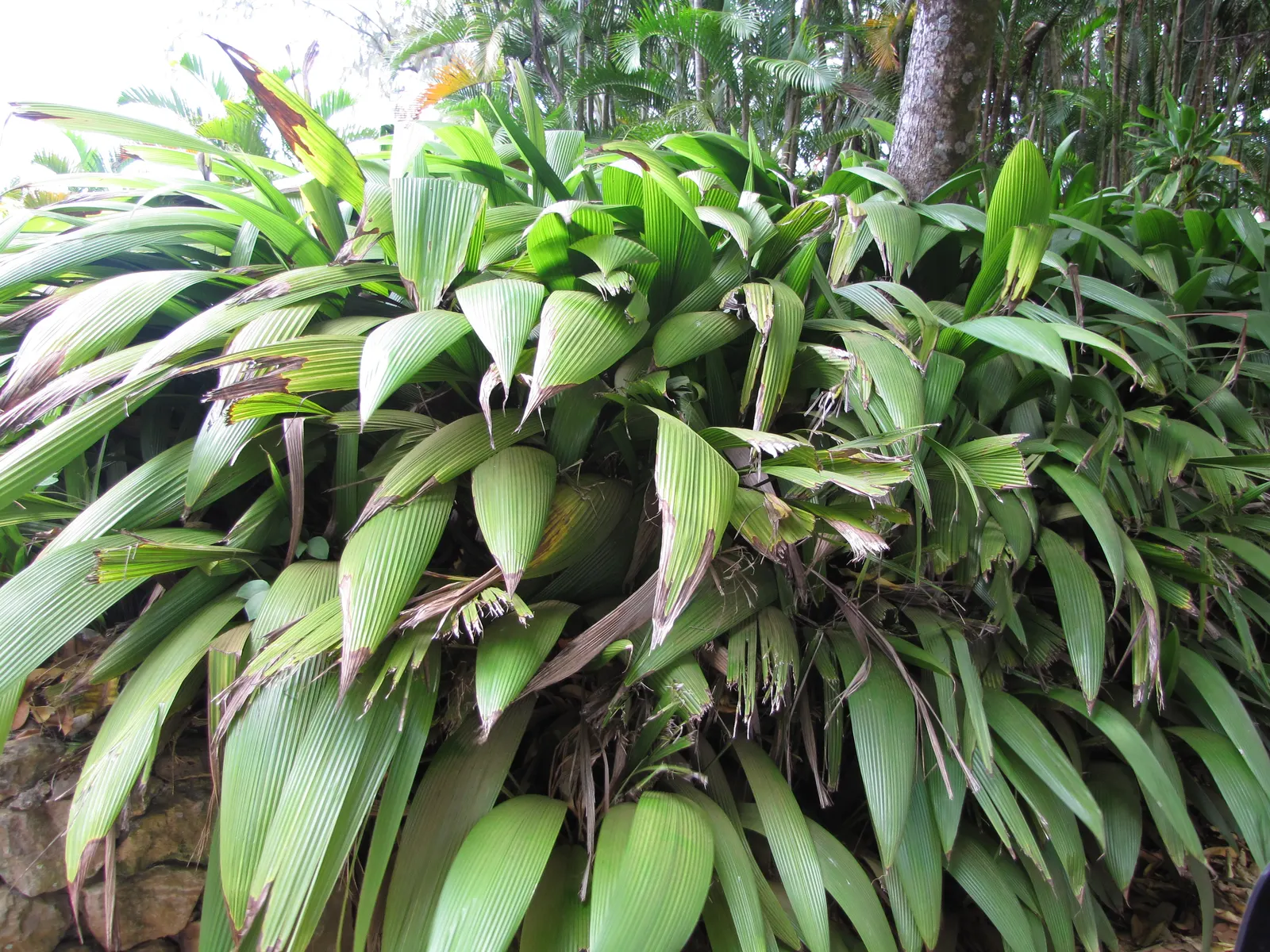 Palmgrass (Setaria Palmifolia) — as it is sensitive to root rot; which can grow up to 2 feet in length and 2 inches wide