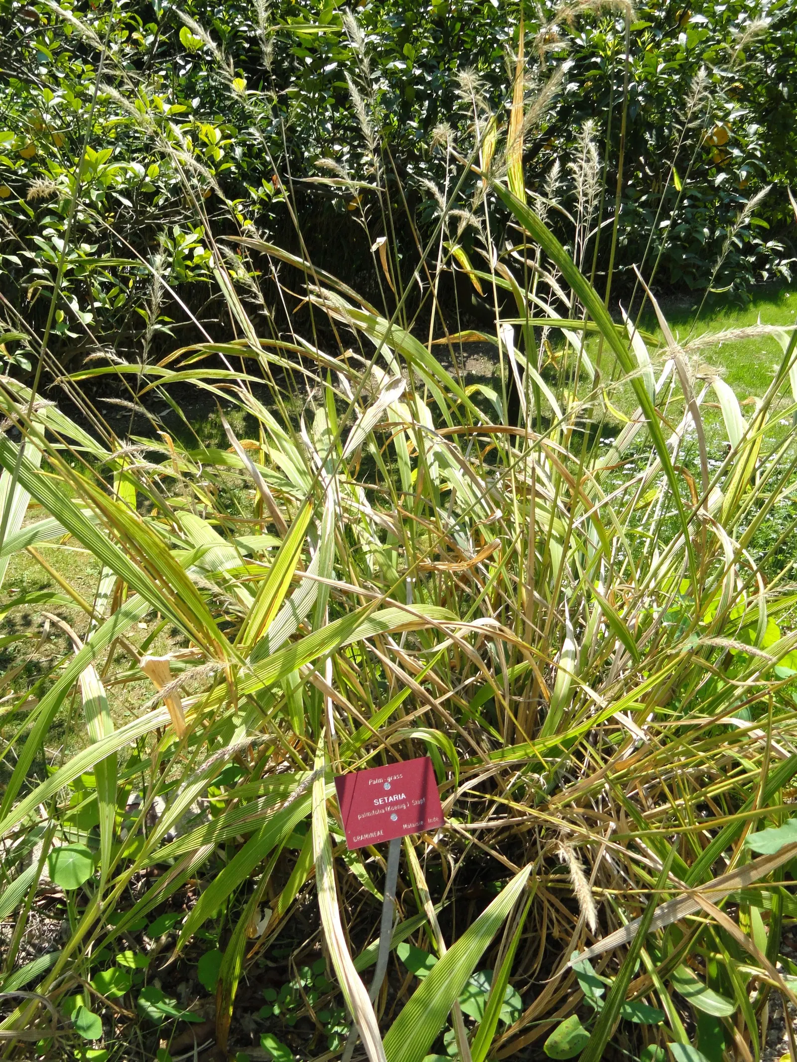 Palmgrass (Setaria Palmifolia) — Its clumping habit spans approximately 2-4 feet wide, requiring minimal maintenance once established