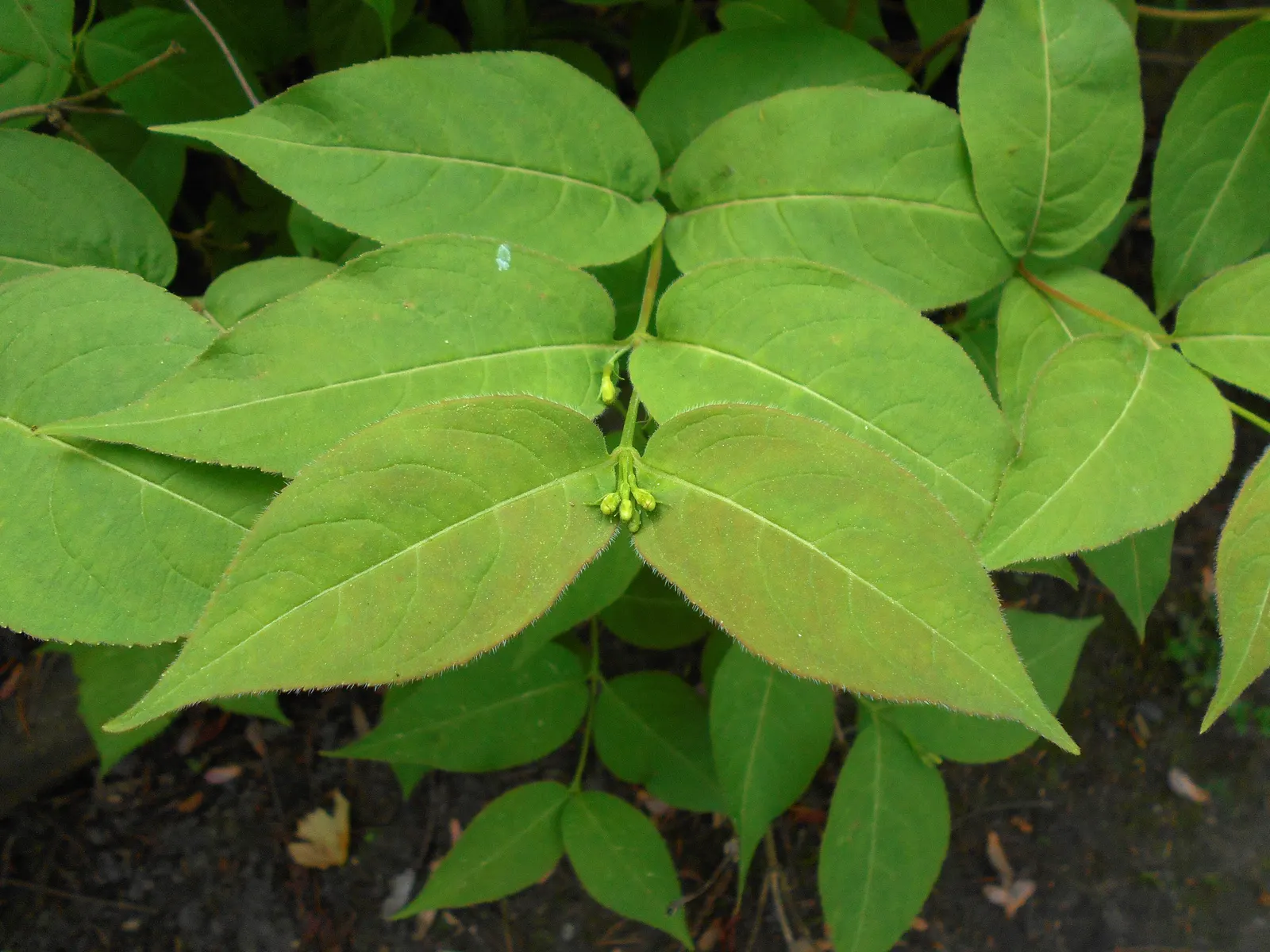 Northern Bush Honeysuckle (Diervilla Lonicera) — is notably hardy in USDA zones 3 through 7