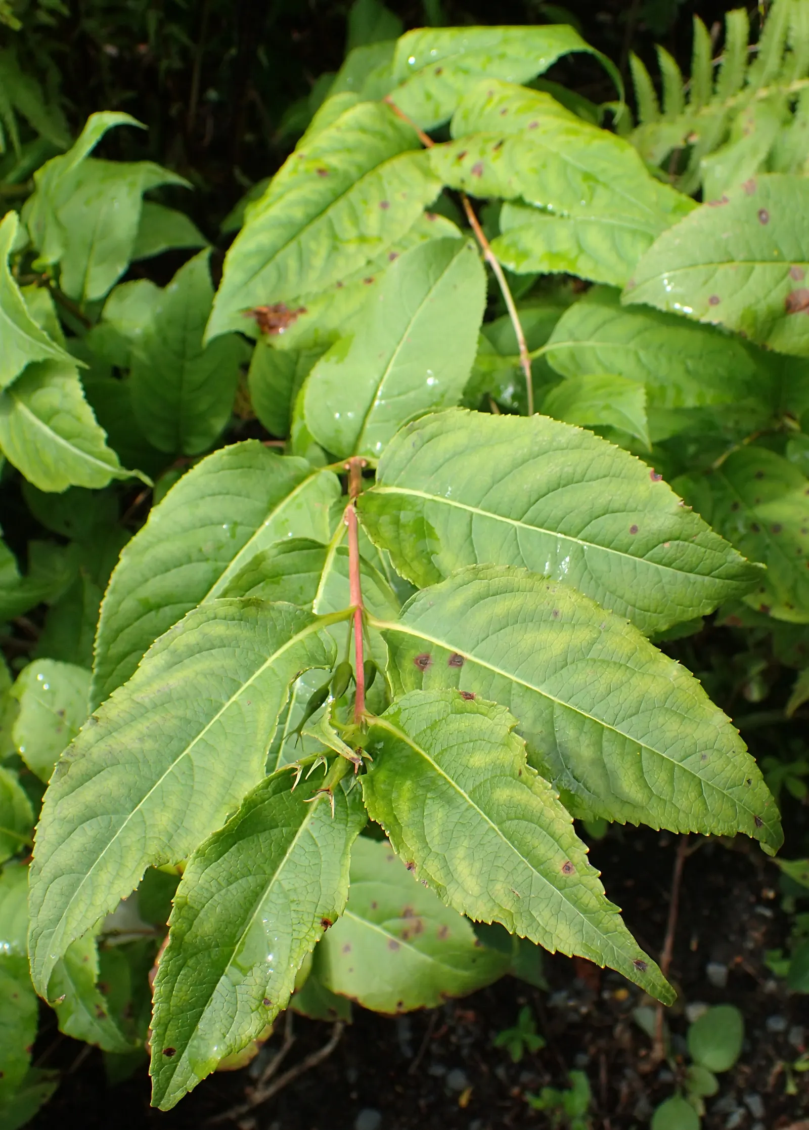 Northern Bush Honeysuckle (Diervilla Lonicera) — each reaching approximately 1/2 inch in length; it's an ideal selection both for its aesthetic appeal and