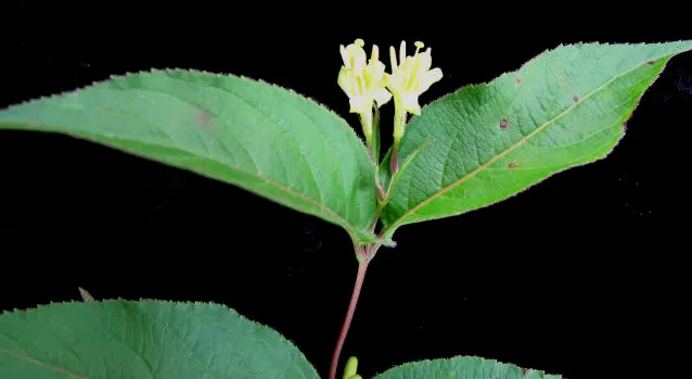 Northern Bush Honeysuckle (Diervilla Lonicera) — is an indispensable addition to any naturalistic landscape