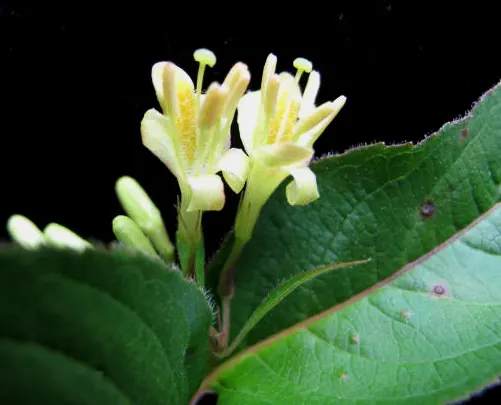 Northern Bush Honeysuckle (Diervilla Lonicera) — Adaptable to various soils; it thrives in well-drained soils and is quite adaptable, tolerating both partial