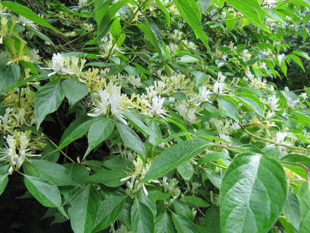 Northern Bush Honeysuckle (Diervilla Lonicera) — making it a versatile choice for diverse landscape designs; it's an ideal selection both for its aesthetic