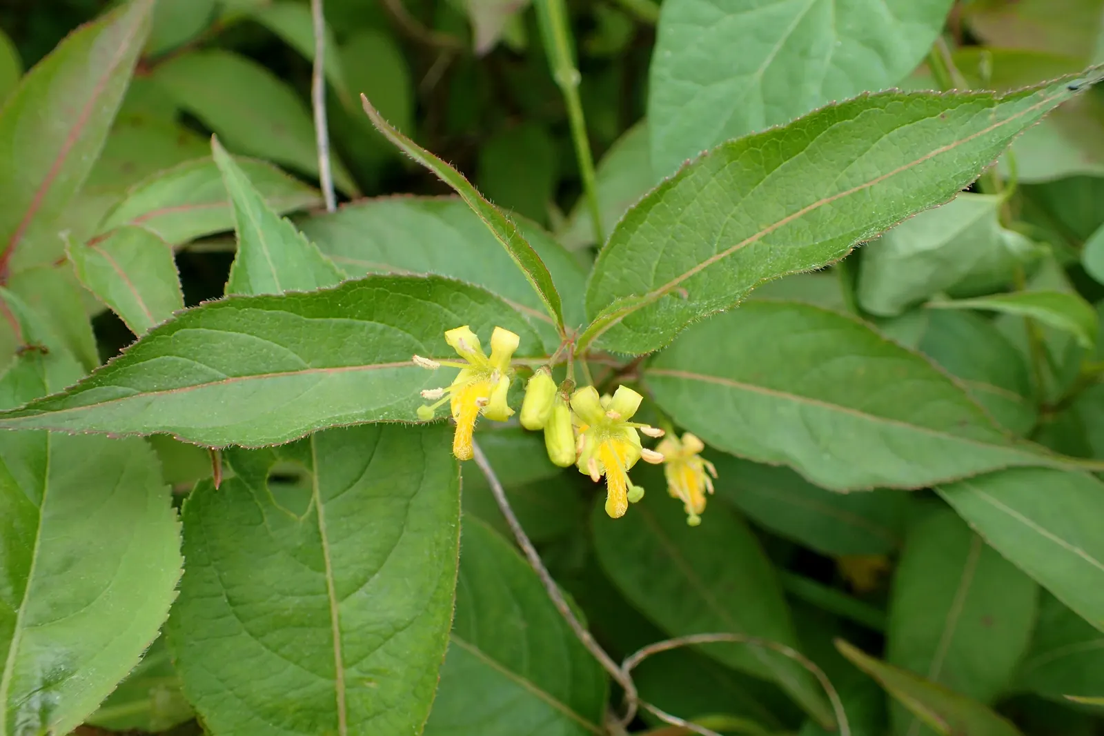 Northern Bush Honeysuckle (Diervilla Lonicera) — shrub with yellow blooms; it thrives in well-drained soils and is quite adaptable, tolerating both partial