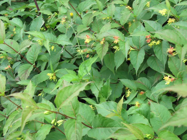 Northern Bush Honeysuckle (Diervilla Lonicera) — Its ovate leaves and funnel-shaped, yellow flowers offer a natural charm from late spring to early, image 24