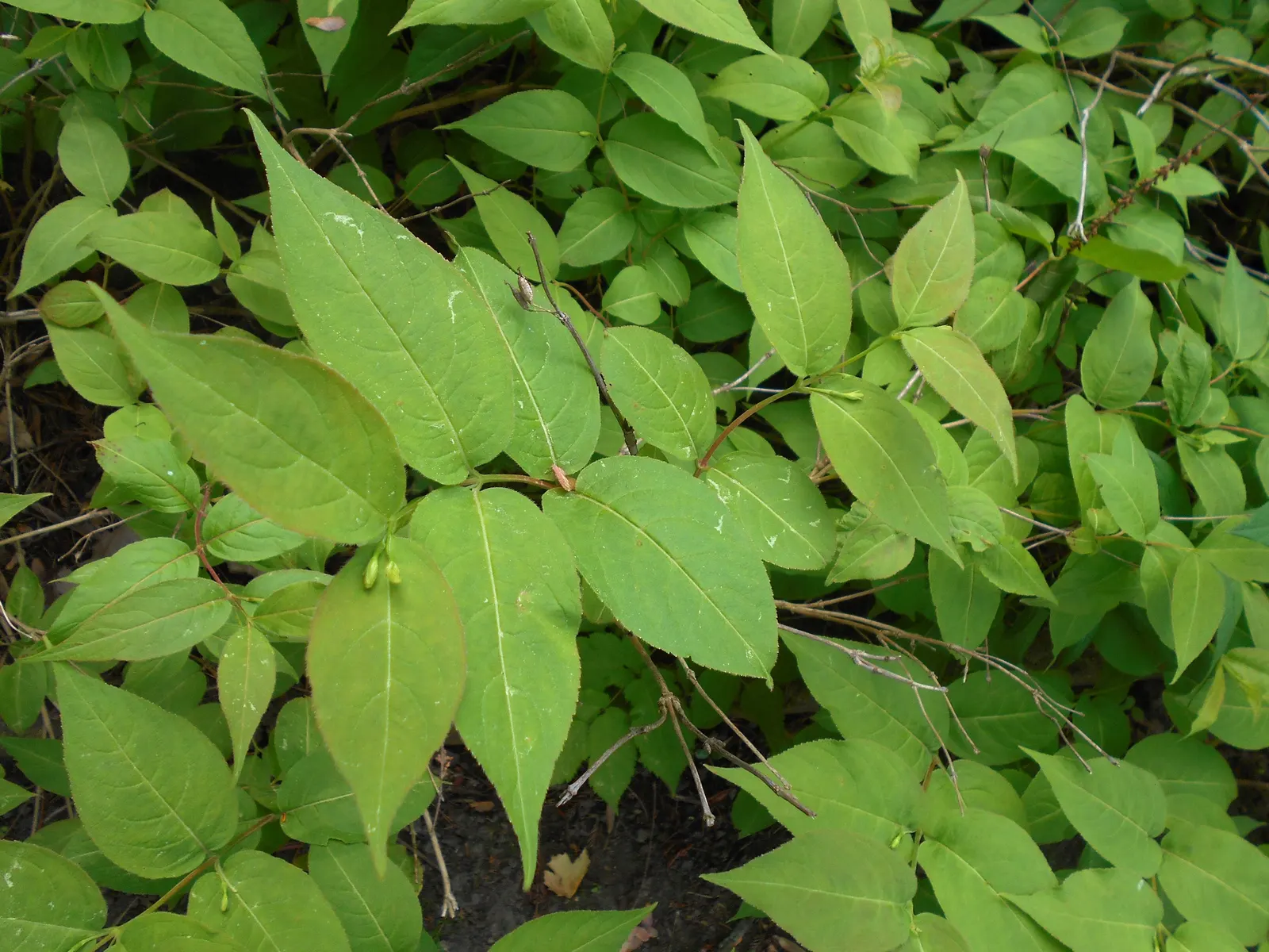 Northern Bush Honeysuckle (Diervilla Lonicera) — yellow flowers in the garden