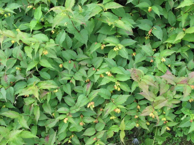 Northern Bush Honeysuckle (Diervilla Lonicera) — scientifically known as Diervilla lonicera; ideal for erosion control on slopes, it thrives in zones 3-7