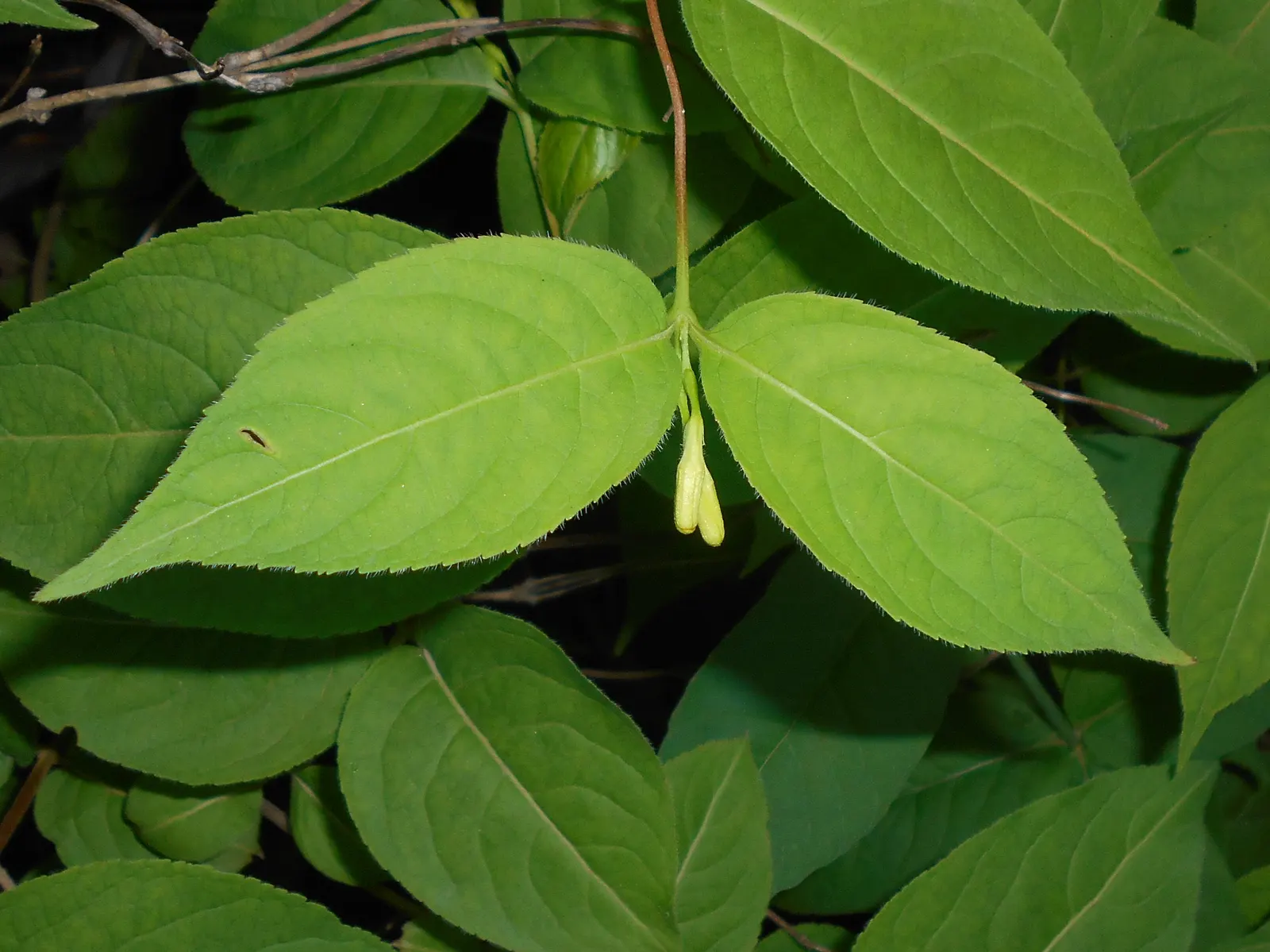 Northern Bush Honeysuckle (Diervilla Lonicera) — deciduous shrub reaching 3-4 ft in height and width; it thrives in well-drained soils and is quite, image 44
