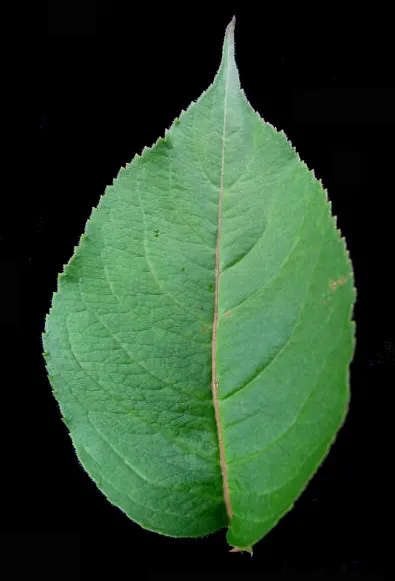Northern Bush Honeysuckle (Diervilla Lonicera) — Ideal for erosion control on slopes, it thrives in zones 3-7, preferring sun to partial shade