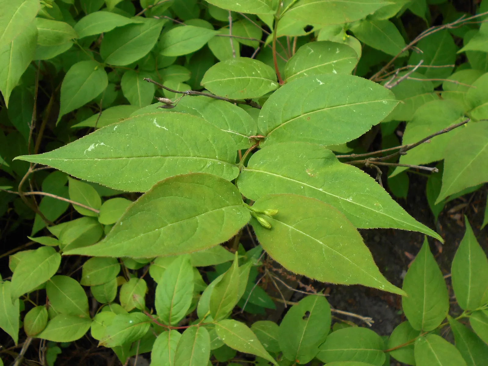 Northern Bush Honeysuckle (Diervilla Lonicera) — Adaptable to various soils; it thrives in well-drained soils and is quite adaptable, tolerating, image 47
