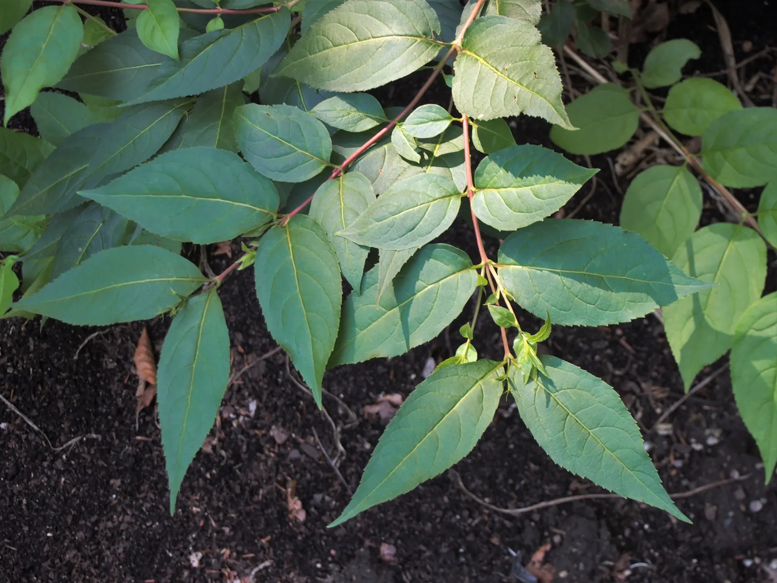 Northern Bush Honeysuckle (Diervilla Lonicera) — The Northern Bush Honeysuckle (Diervilla lonicera) is a resilient