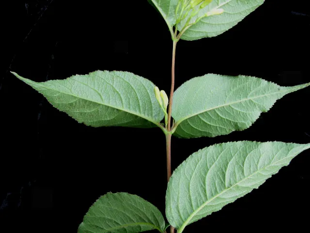 Northern Bush Honeysuckle (Diervilla Lonicera) — shrub for full or half or shade; it's an ideal selection both for its aesthetic appeal and ecological benefits
