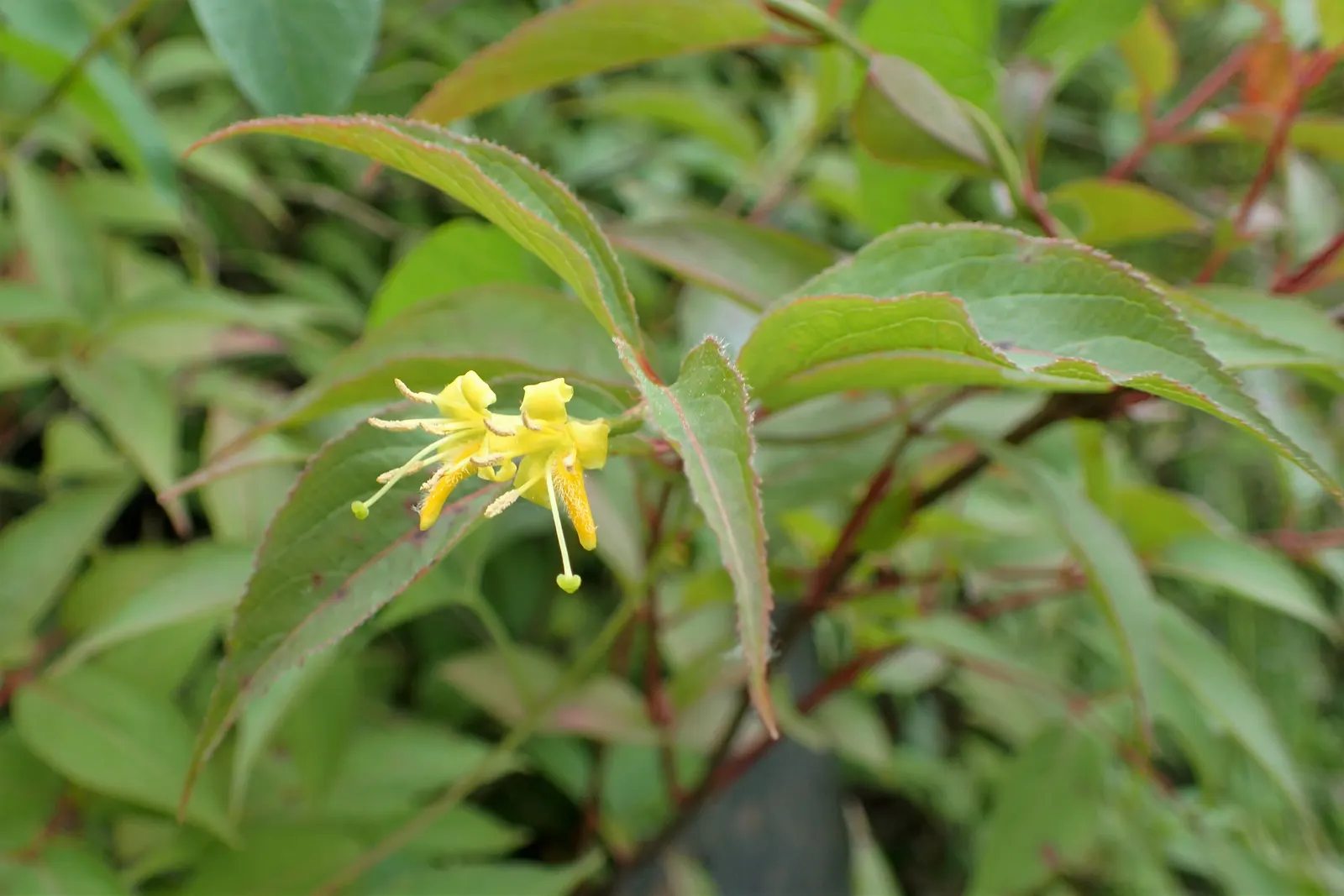 Northern Bush Honeysuckle (Diervilla Lonicera) — Its ovate leaves and funnel-shaped, yellow flowers offer a natural charm from late spring to early, image 45