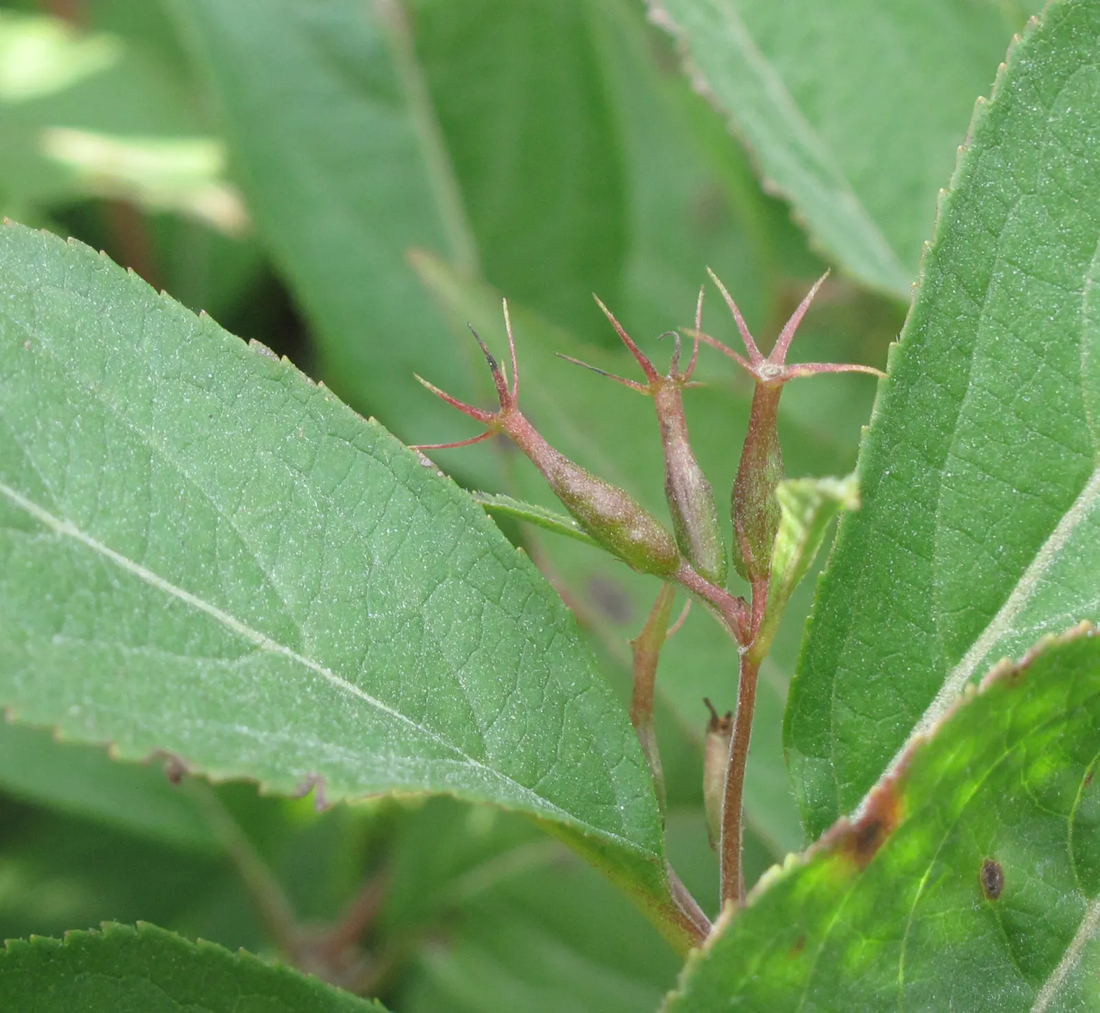 Northern Bush Honeysuckle (Diervilla Lonicera) — The flowers give way to slender; it thrives in well-drained soils and is quite adaptable, tolerating both