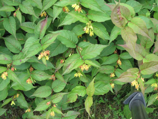 Northern Bush Honeysuckle (Diervilla Lonicera) — is notably hardy in USDA zones 3 through 7; ideal for erosion control on slopes, it thrives in zones 3-7