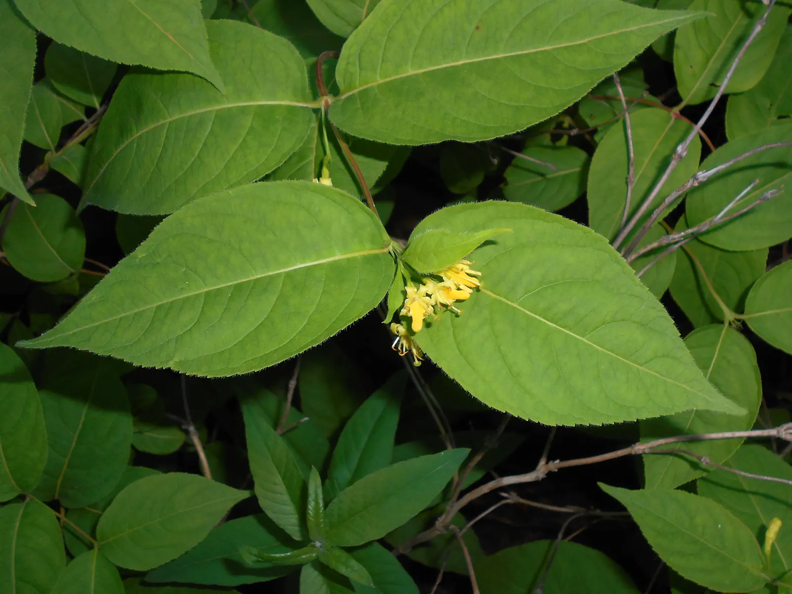 Northern Bush Honeysuckle (Diervilla Lonicera) — each reaching approximately 1/2 inch in length