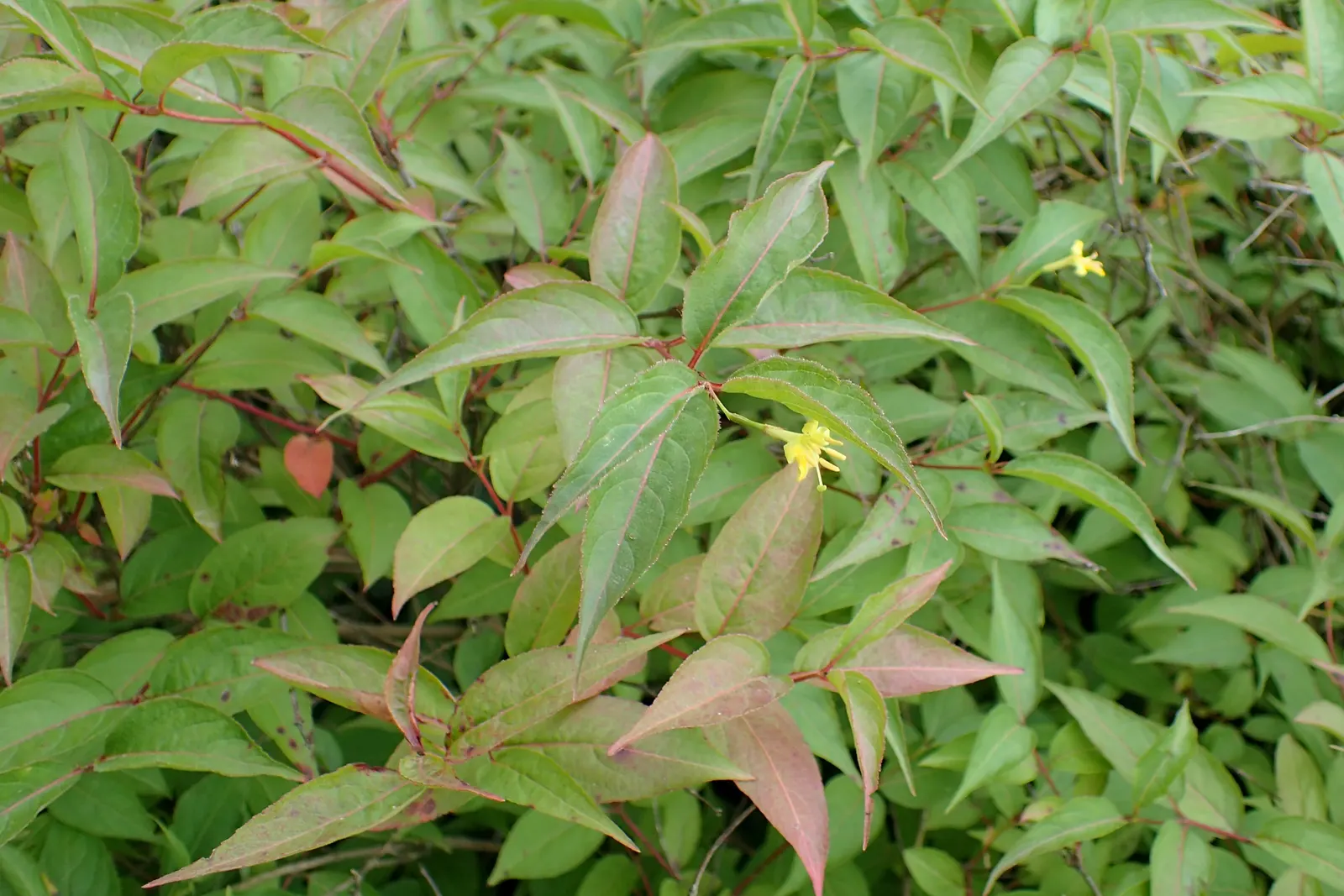 Northern Bush Honeysuckle (Diervilla Lonicera) — the Northern Bush Honeysuckle forms a dense; it's an ideal selection both for its aesthetic appeal and