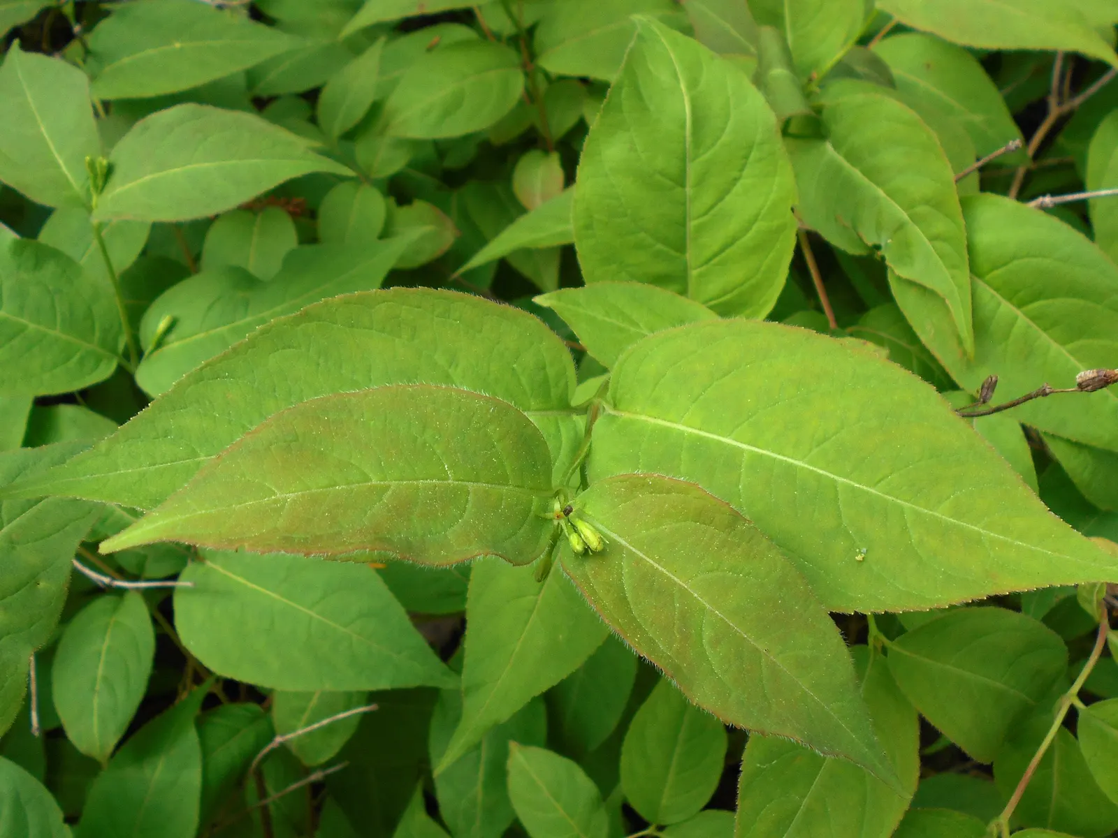 Northern Bush Honeysuckle (Diervilla Lonicera) — the plant boasts tubular yellow flowers; it thrives in well-drained soils and is quite adaptable, image 56