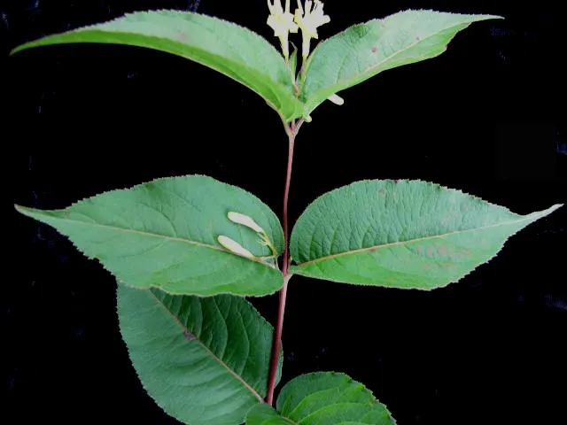 Northern Bush Honeysuckle (Diervilla Lonicera) — scientifically known as Diervilla lonicera
