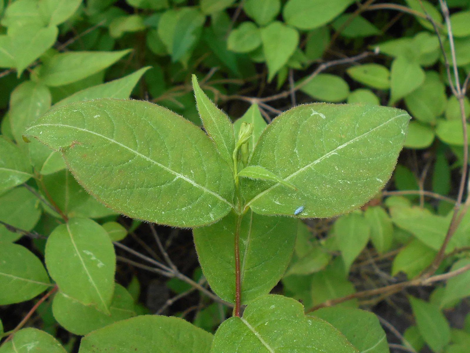 Northern Bush Honeysuckle (Diervilla Lonicera) — perfect for mass plantings or use as a groundcover