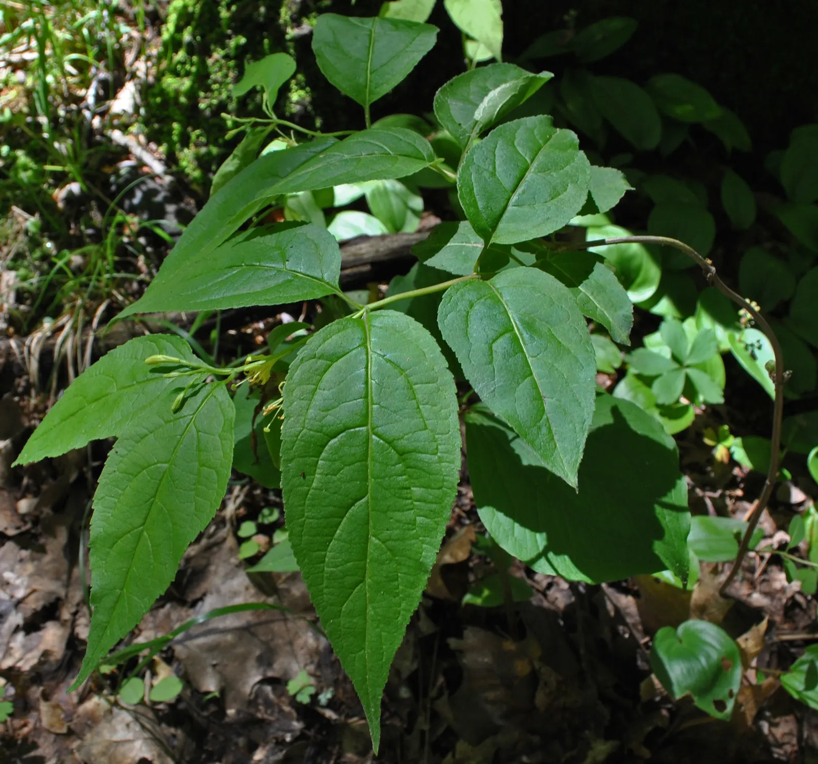 Northern Bush Honeysuckle (Diervilla Lonicera) — the Northern Bush Honeysuckle forms a dense; it's an ideal selection both for its aesthetic appeal, image 54