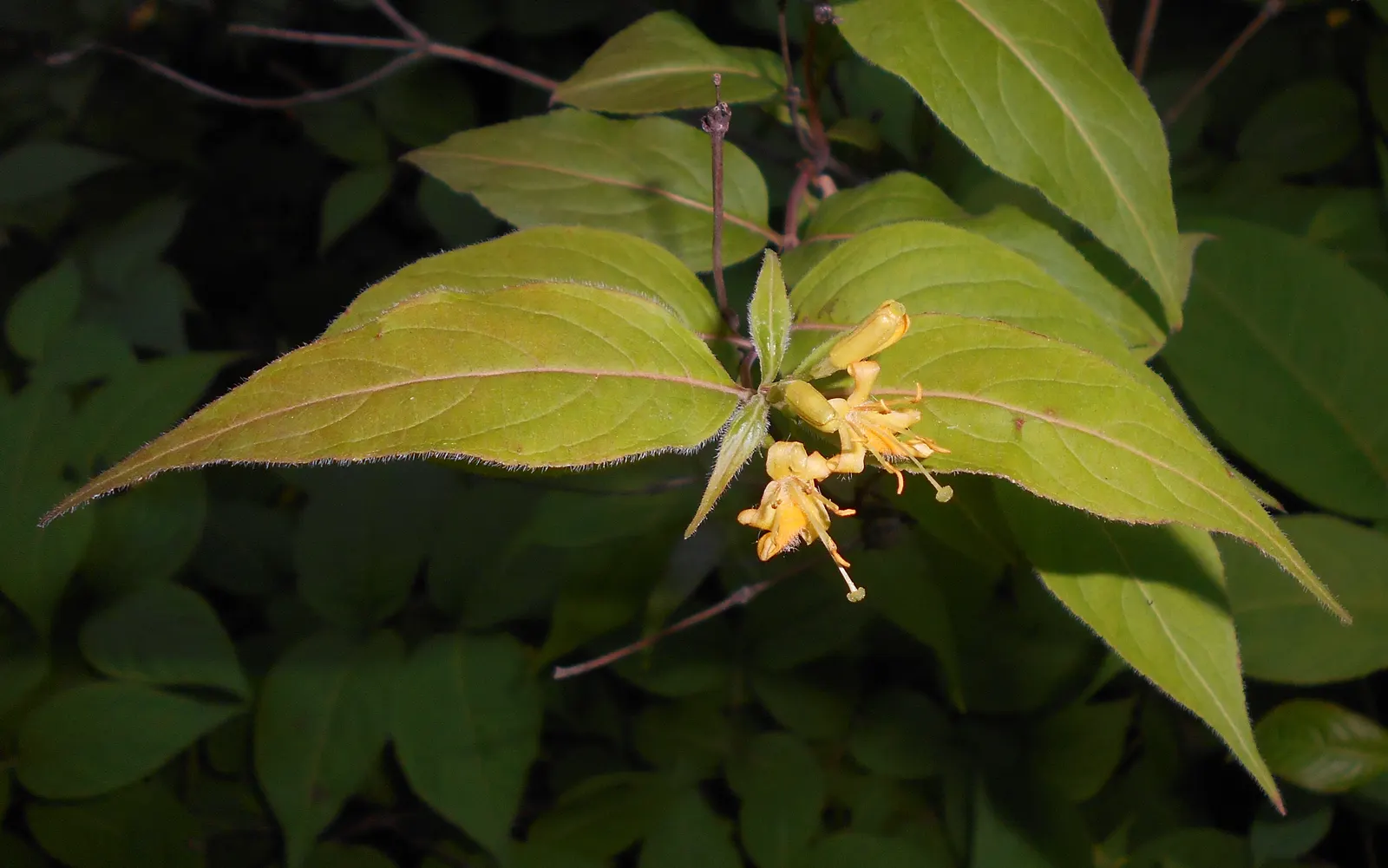 Northern Bush Honeysuckle (Diervilla Lonicera) — is an indispensable addition to any naturalistic landscape; it thrives in well-drained soils and, image 50