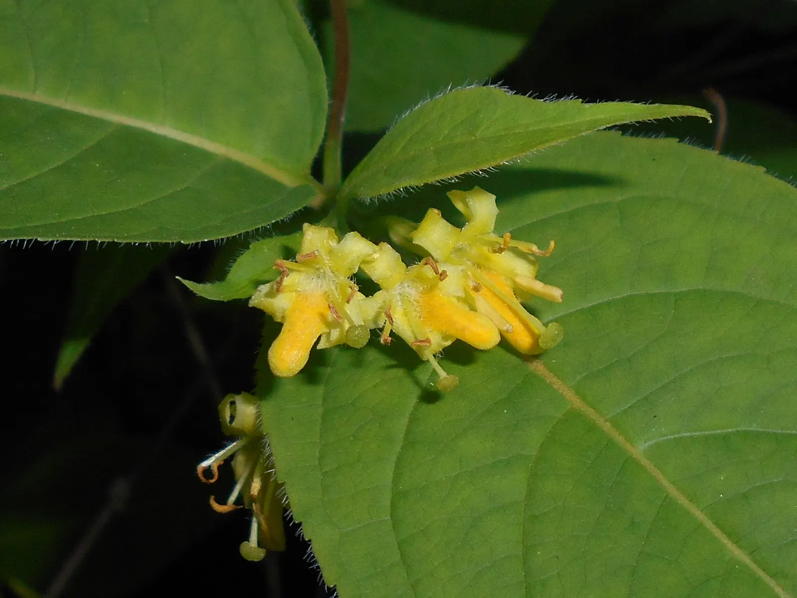Northern Bush Honeysuckle (Diervilla Lonicera) — deciduous shrub reaching 3-4 ft in height and width