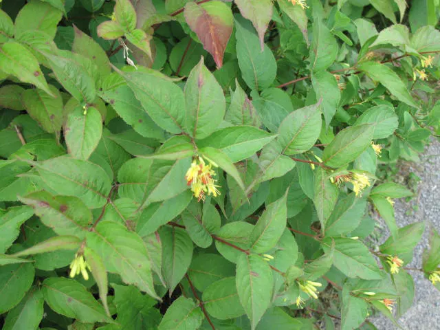 Northern Bush Honeysuckle (Diervilla Lonicera) — perfect for mass plantings or use as a groundcover; ideal for erosion control on slopes, it thrives in zones