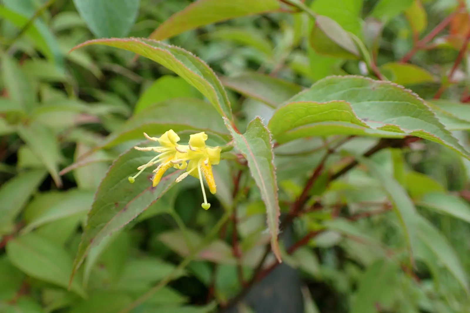Northern Bush Honeysuckle (Diervilla Lonicera) — yellow flowers in the garden; ideal for erosion control on slopes, it thrives in zones 3-7, preferring sun to