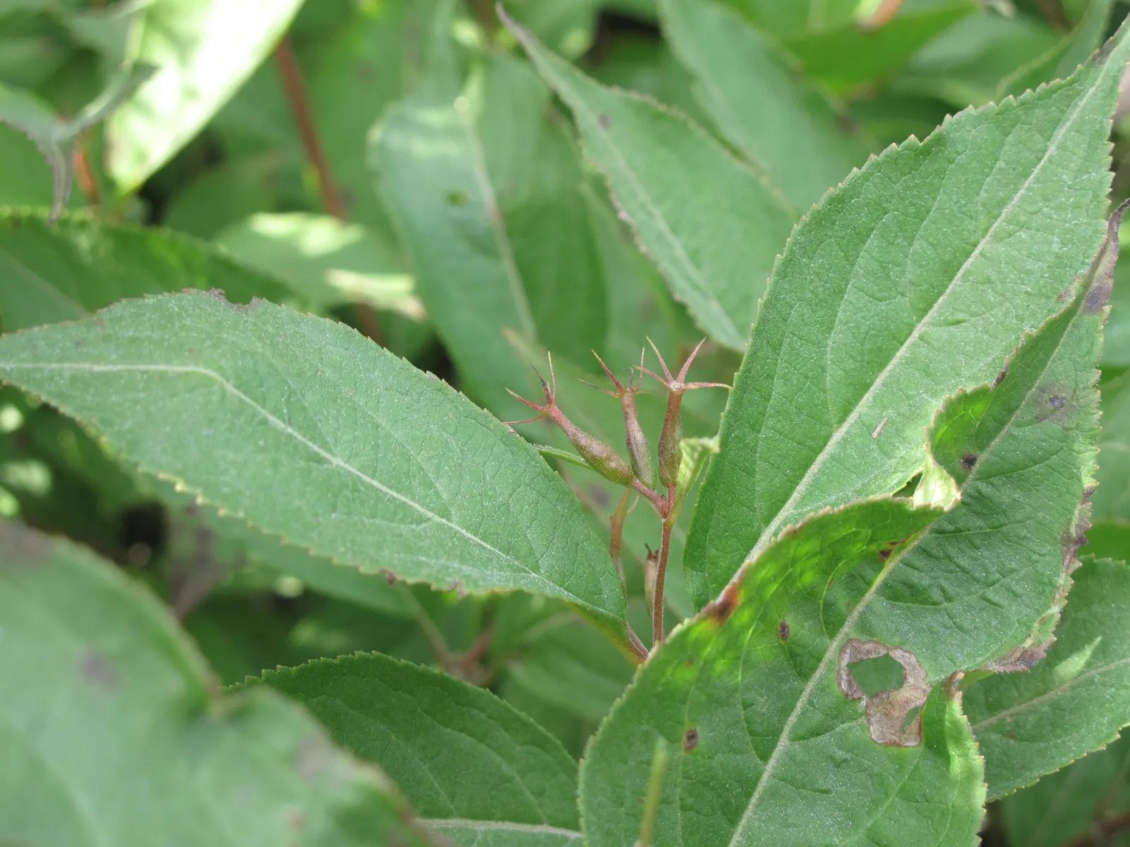 Northern Bush Honeysuckle (Diervilla Lonicera) — scientifically known as Diervilla lonicera; ideal for erosion control on slopes, it thrives in, image 49