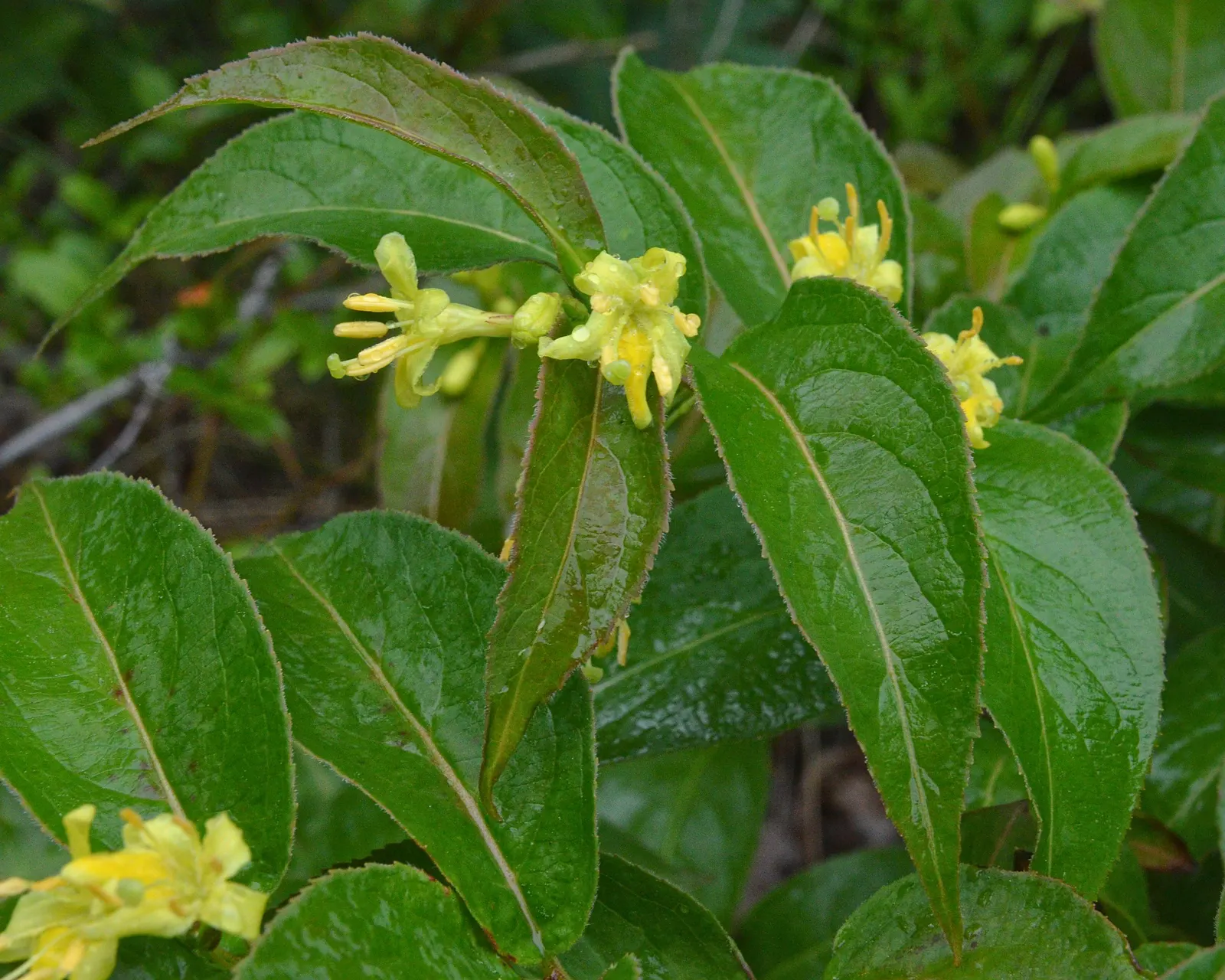 Northern Bush Honeysuckle (Diervilla Lonicera) — is an indispensable addition to any naturalistic landscape; it thrives in well-drained soils and is quite