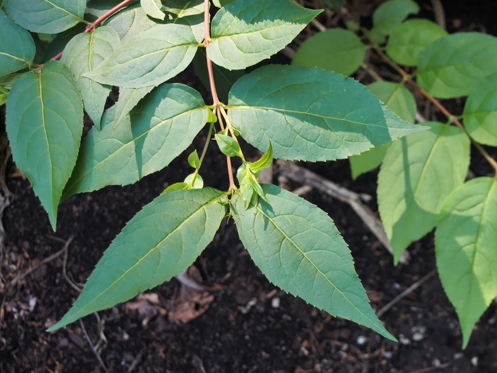 Northern Bush Honeysuckle (Diervilla Lonicera) — is notably hardy in USDA zones 3 through 7; ideal for erosion control on slopes, it thrives in, image 52
