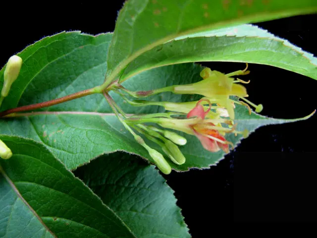 Northern Bush Honeysuckle (Diervilla Lonicera) — shrub for full or half or shade