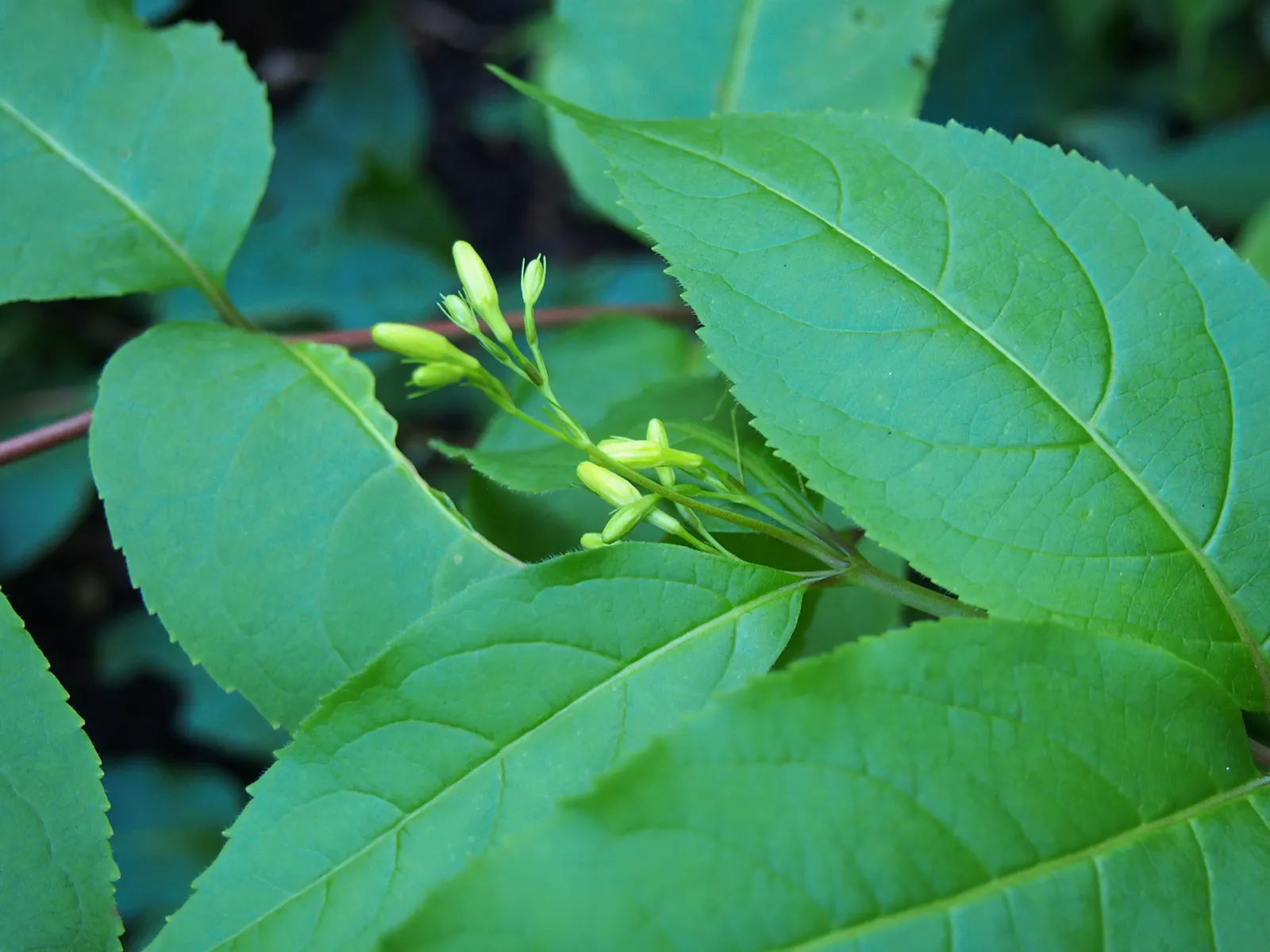 Northern Bush Honeysuckle (Diervilla Lonicera) — deciduous shrub reaching 3-4 ft in height and width; it thrives in well-drained soils and is quite adaptable