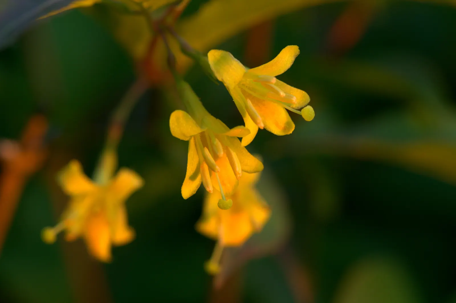 Northern Bush Honeysuckle (Diervilla Lonicera) — which attract a variety of pollinators including bees and butterflies