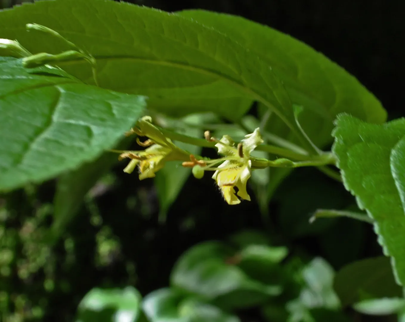 Northern Bush Honeysuckle (Diervilla Lonicera) — native to the cooler regions of North America; it's an ideal selection both for its aesthetic, image 51