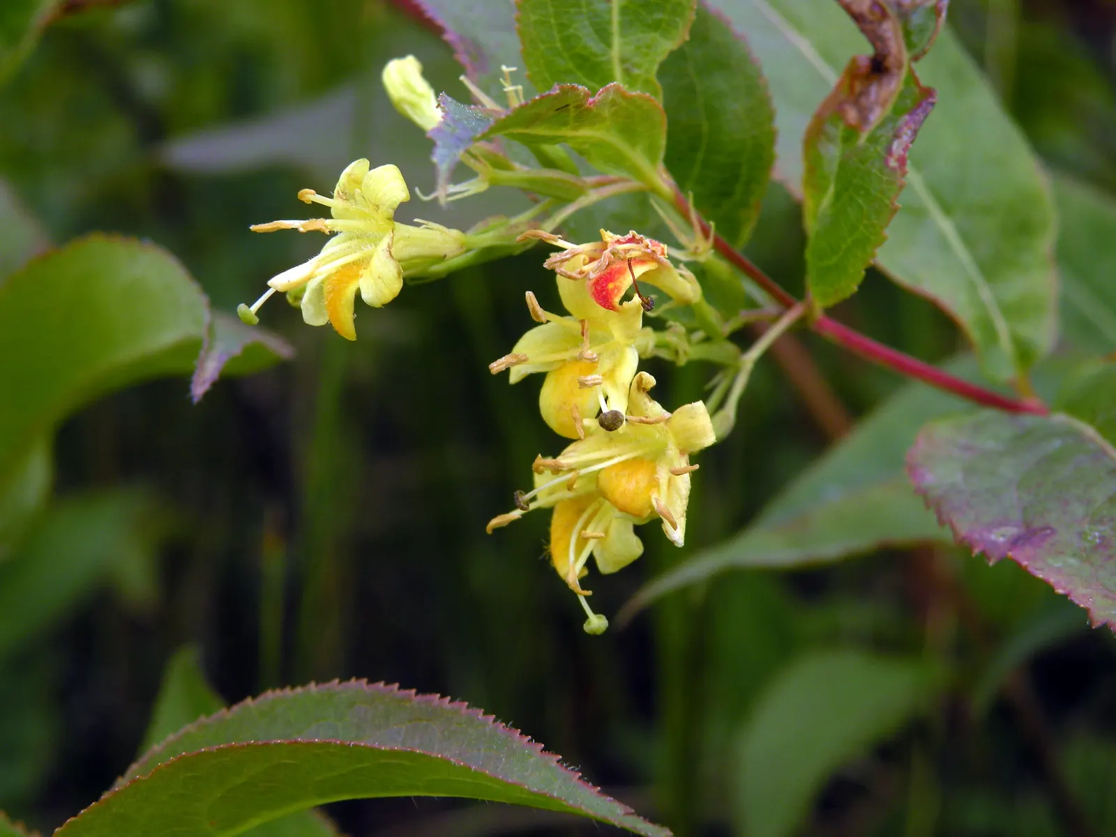 Northern Bush Honeysuckle (Diervilla Lonicera) — perfect for mass plantings or use as a groundcover; ideal for erosion control on slopes, it, image 55