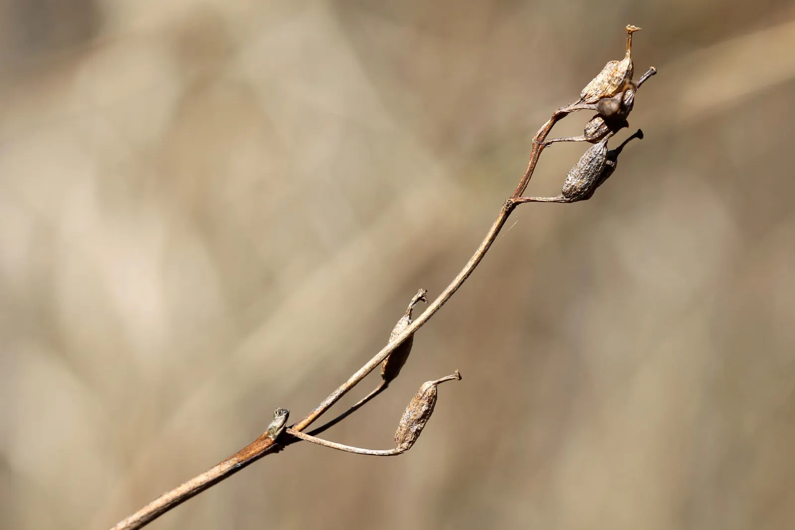 Northern Bush Honeysuckle (Diervilla Lonicera) — Ideal for erosion control on slopes, it thrives in zones 3-7, preferring sun to partial shade, image 46