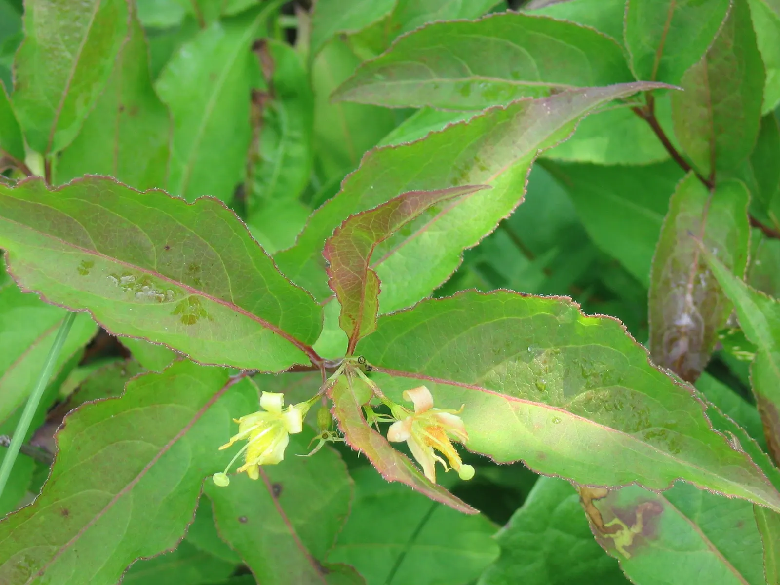 Northern Bush Honeysuckle (Diervilla Lonicera) — native to the cooler regions of North America; it's an ideal selection both for its aesthetic appeal and