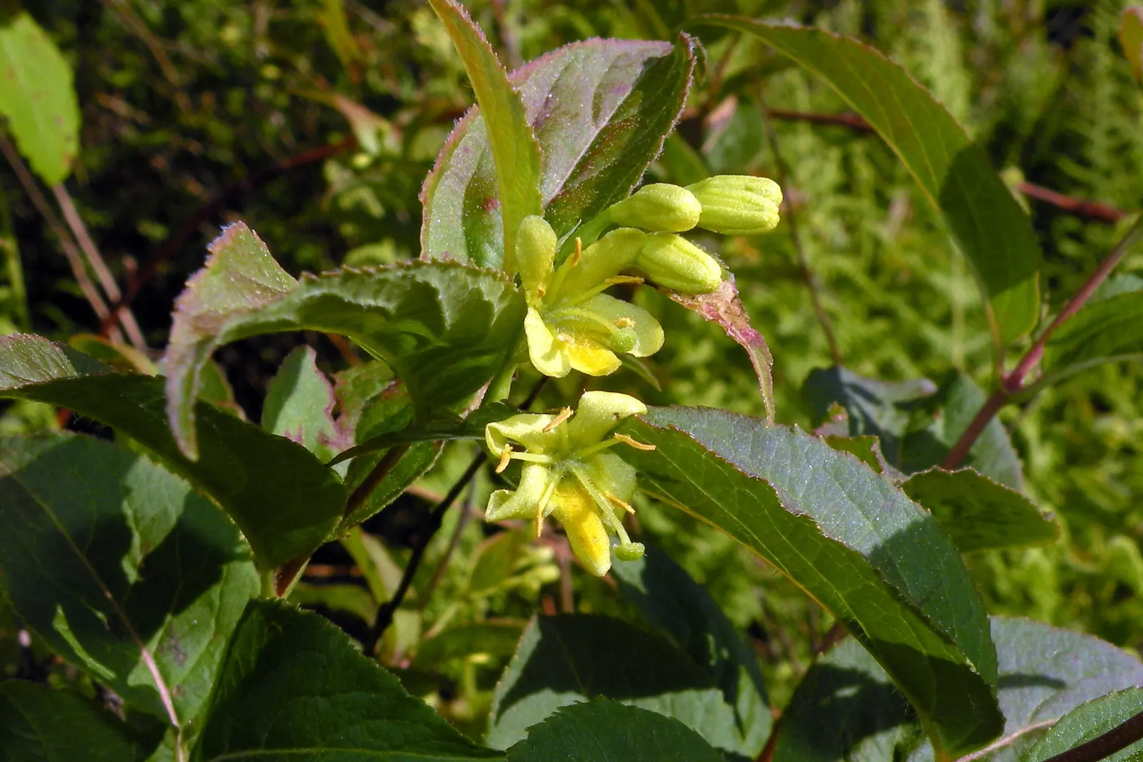Northern Bush Honeysuckle (Diervilla Lonicera) — making it a versatile choice for diverse landscape designs; it's an ideal selection both for its, image 48