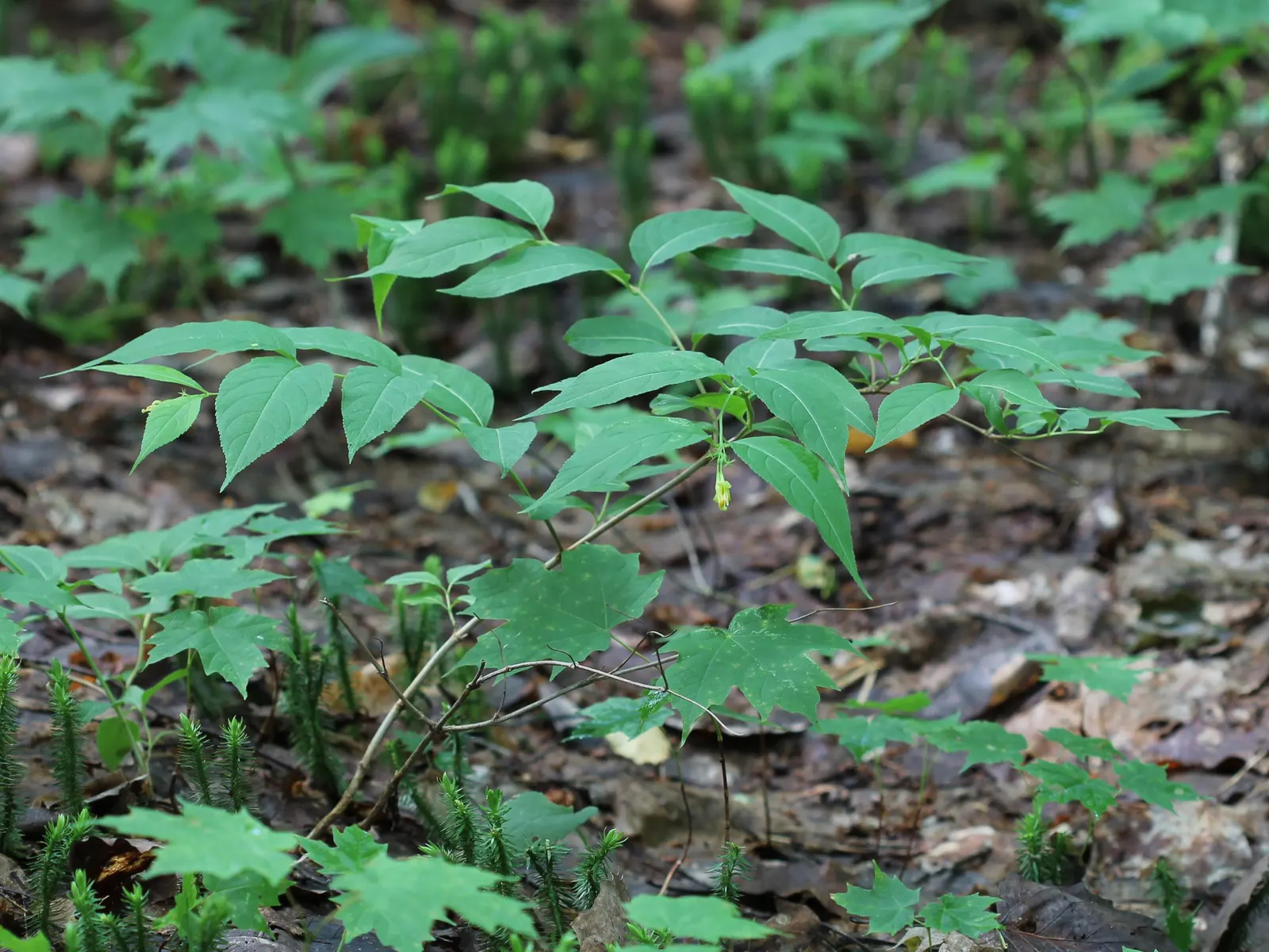 Northern Bush Honeysuckle (Diervilla Lonicera) — The Northern Bush Honeysuckle (Diervilla lonicera) is a resilient; ideal for erosion control on slopes, it