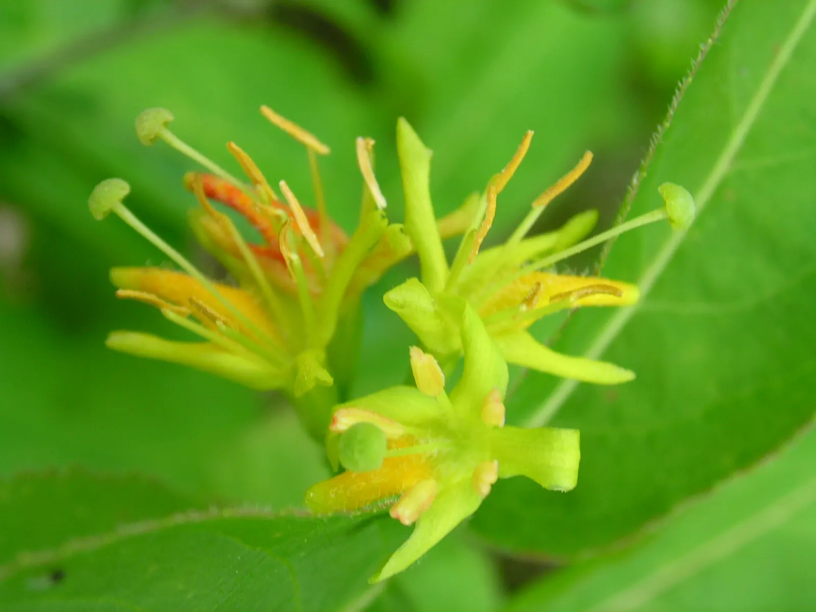 Northern Bush Honeysuckle (Diervilla Lonicera) — It thrives in well-drained soils and is quite adaptable, tolerating both partial shade and full sun, image 32